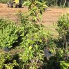 Potted shrubs lined up in a nursery, with a dirt lot and yellow construction equipment in the background.