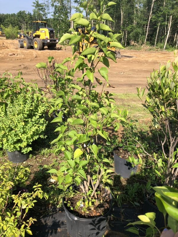 Potted shrubs lined up in a nursery, with a dirt lot and yellow construction equipment in the background.