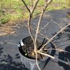 Young tree in a black plastic pot on black landscaping fabric outdoors, with several bare branches.