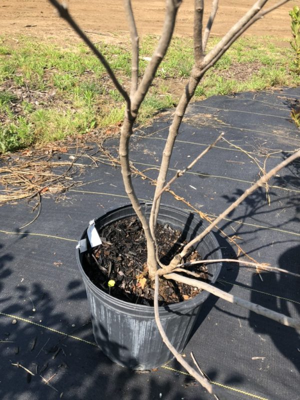 Young tree in a black plastic pot on black landscaping fabric outdoors, with several bare branches.