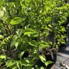 Row of small potted leafy shrubs in a sunny nursery setting in a garden center.