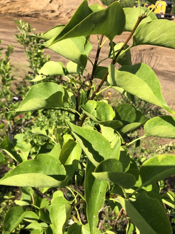 Close-up of glossy green leaves on a shrub with a blurred outdoor background.