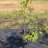 Young tree in a black pot on landscape fabric at a nursery, with bright green new leaves and other pots in the background