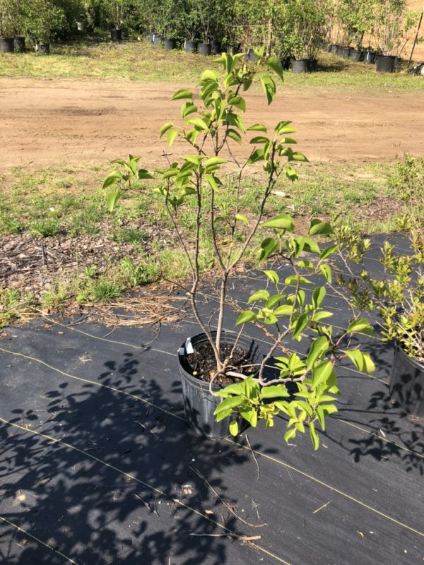 Young tree in a black pot on landscape fabric at a nursery, with bright green new leaves and other pots in the background