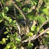 Potted shrub with multiple gray branches and bright green oval leaves in sunlight.