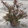 Potted shrub with reddish leaves and small pink flower clusters, placed on gravel ground outside