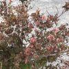 Ornamental barberry shrub with pink clustered flowers in a pot on a gravel surface.