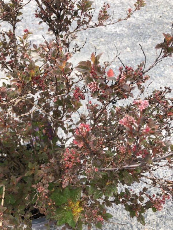 Ornamental barberry shrub with pink clustered flowers in a pot on a gravel surface.