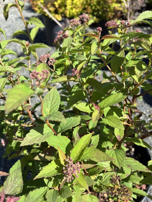 Close-up of a leafy shrub with serrated green leaves and pink flower buds.