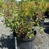 Young flowering shrub in a black nursery pot outdoors, with green serrated leaves and pink buds on reddish stems.