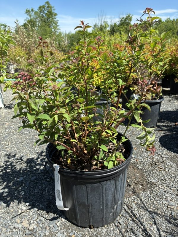 Young flowering shrub in a black nursery pot outdoors, with green serrated leaves and pink buds on reddish stems.