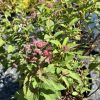 Spirea shrub in a pot with pink flower clusters and serrated green leaves in bright sun