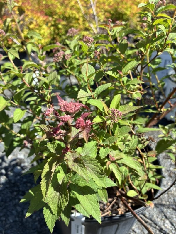 Spirea shrub in a pot with pink flower clusters and serrated green leaves in bright sun