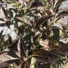 Close-up of a shrub with slender, glossy burgundy leaves and serrated edges, densely packed on woody stems.