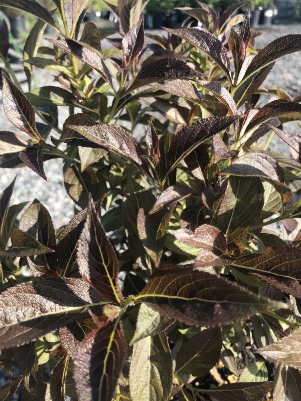 Close-up of a shrub with slender, glossy burgundy leaves and serrated edges, densely packed on woody stems.