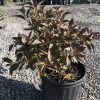 Potted ornamental shrub with dark burgundy leaves in a black nursery container, gravel ground and other plants in the background.