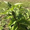 Young leafy plant in a pot outdoors with bright green oval leaves.