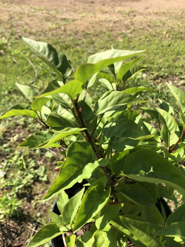 Young leafy plant in a pot outdoors with bright green oval leaves.