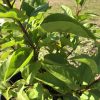 Young leafy plant in a black pot with bright green leaves in sunlight outside the camera.