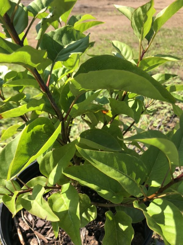 Young leafy plant in a black pot with bright green leaves in sunlight outside the camera.