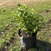 Young leafy shrub in a black nursery pot placed on bare soil outdoors, tag visible on the side.