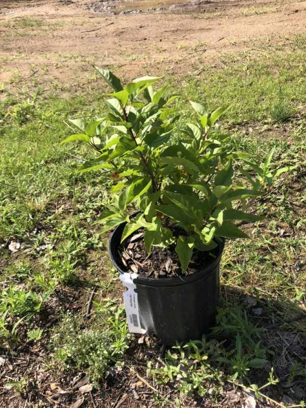 Young leafy shrub in a black nursery pot placed on bare soil outdoors, tag visible on the side.