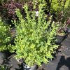 Young green leafy shrub in a black nursery pot, with purple-leafed plants in the background at a plant nursery.