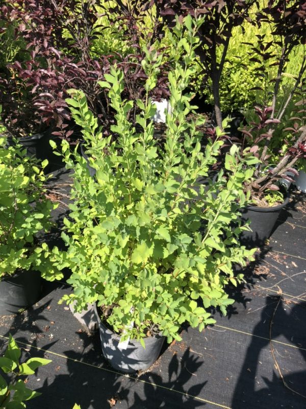 Young green leafy shrub in a black nursery pot, with purple-leafed plants in the background at a plant nursery.
