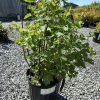 Bushy green shrub with reddish stems in a black pot on gravel outdoors, at a plant nursery where a greenhouse is visible in the background.
