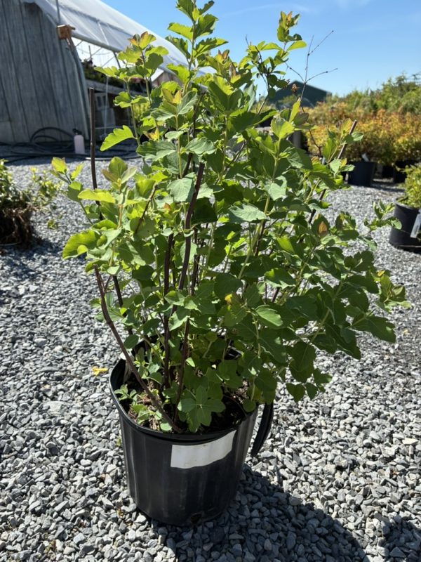 Bushy green shrub with reddish stems in a black pot on gravel outdoors, at a plant nursery where a greenhouse is visible in the background.