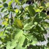 Close-up of glossy green leaves with rounded lobes on a woody plant. (informative)