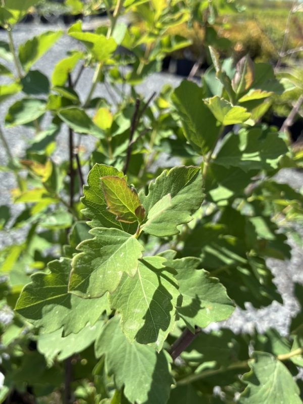Close-up of glossy green leaves with rounded lobes on a woody plant. (informative)