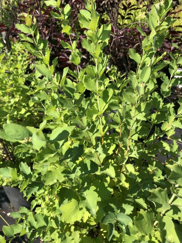 Close-up of a dense green shrub with small glossy leaves in bright sunlight.