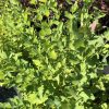 Sunlit dense shrub with bright green, small oval leaves forming a hedge or bush.