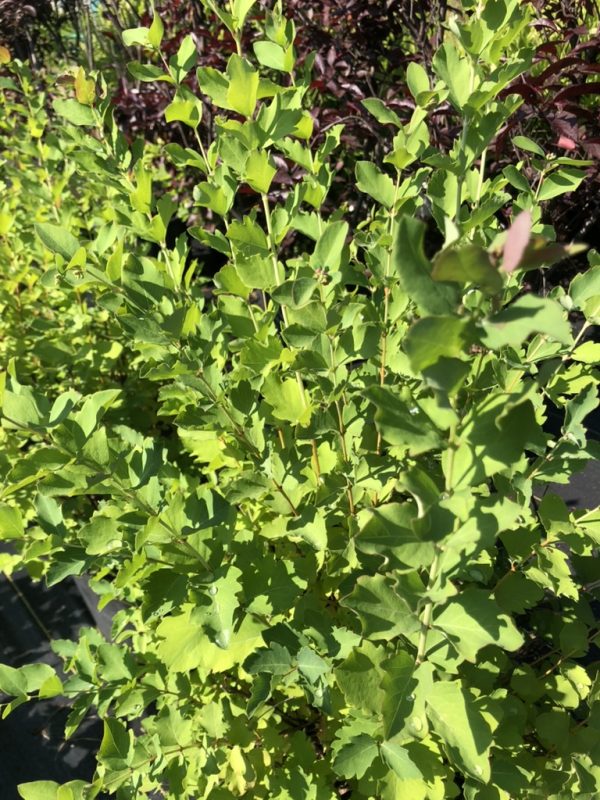 Sunlit dense shrub with bright green, small oval leaves forming a hedge or bush.