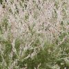 Shrub with pink-tinged, fluffy plume-like flowers among green leaves (smoky-looking blossoms).
