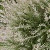 Ornamental shrub with feathery silvery leaves and pale pink-ted branches filling the frame.