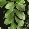 Green, overlapping oval leaves forming a dense leafy shrub or hedge.