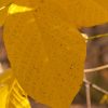 Close-up of bright yellow autumn leaves on a branch, speckled with small dark spots in warm sunlight.