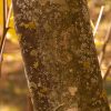 Close-up of a tree trunk with gray-yellow lichen patches on the bark in dappled sunlight.