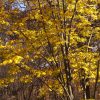 Trees with bright yellow autumn leaves in a sunlit forest. (Autumn foliage scene)