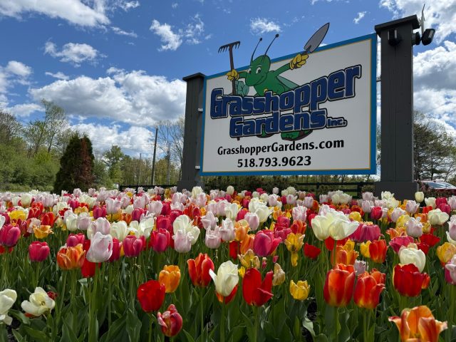 Nothing brings a landscape to life like beautiful perennials.

From vibrant blooms to pollinator-friendly favorites, perennials are a simple way to add color, texture, and character to your yard year after year.

Why homeowners love perennials:
🌸 Return every season
🦋 Attract butterflies and pollinators
🌿 Low maintenance options available
🏡 Instantly elevate curb appeal

Whether you're refreshing a garden bed or creating a brand-new landscape, now is the perfect time to shop.

🛒 Browse our online nursery today and start planting. https://bit.ly/4ovIuDC..

#GrasshopperGardens #Perennials #GardenGoals #SummerGarden #PlantSale #Summer20 #EnhanceYourLife