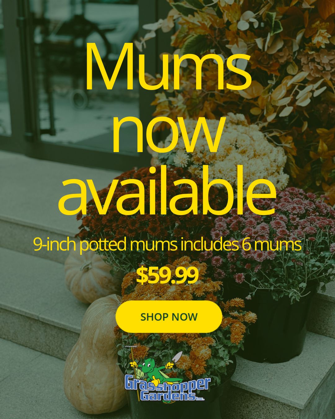 Mums Are Here! 🍂🌼
Fall Mums – Assorted Mixed Colors! Each order of 9-inch potted mums includes 6 mums for $59.99!
Nothing says fall quite like mums — and they’re now available from Grasshopper Gardens!
Add a little seasonal color to your front porch, garden beds, entryway, or anywhere that could use a fall refresh. 🍁
And when you shop Grasshopper, you’re getting more than a beautiful plant. Our mums are backed by the Grasshopper Guarantee:
🌱 Grown with care — We grow our plants right here in our nursery, backed by more than 25 years of experience.
🚚 Fast, reliable delivery — Local orders are delivered by a Grasshopper Nursery professional, typically within 3 business days.
💚 Quality you can trust — Our knowledgeable team takes pride in the plants we grow and stands behind their quality.
Fall color is just a few clicks away. 🍂
Shop mums + more at:
shop.grasshoppergardens.com