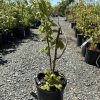 Young sapling in a black pot in a gravel nursery yard with rows of other potted plants nearby.
