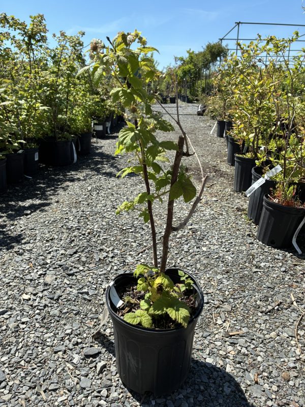 Young sapling in a black pot in a gravel nursery yard with rows of other potted plants nearby.