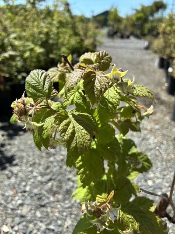 Close-up of a green plant with serrated lobed leaves and small white flowers, in a gravel nursery setting.