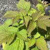 Close-up of young raspberry/blackberry leaves with new red-tinged growth and serrated edges against a gravel background.