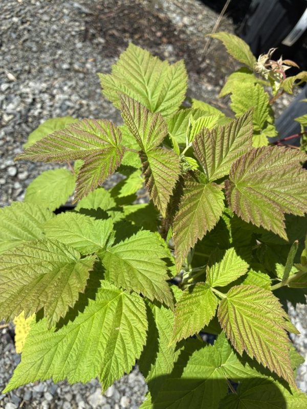 Close-up of young raspberry/blackberry leaves with new red-tinged growth and serrated edges against a gravel background.