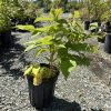 Young green plant in a black plastic pot on a gravel nursery lot, with other potted plants in the background under a blue sky.