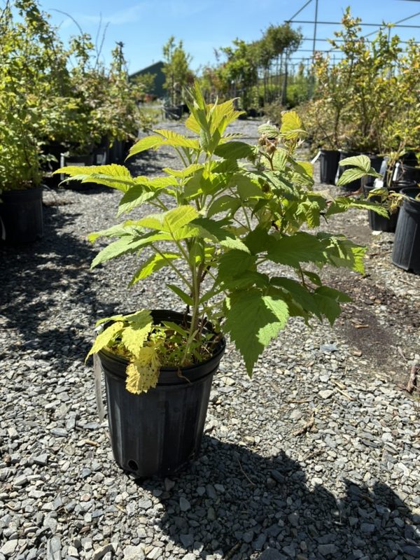 Young green plant in a black plastic pot on a gravel nursery lot, with other potted plants in the background under a blue sky.